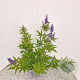 Vitex agnus-castus 40-50 cm 3,0L
