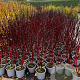Cornus alba 'Kesselringii' 80-100 cm 2,0L