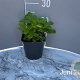 Fragaria vesca GM 2,0L