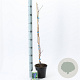 Vitis 'Boskoop Glory' 70 cm 2,0L met stok