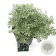 Artemisia 'Powis Castle' GM 2,0L