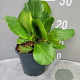Bergenia cordifolia GM 2,0L