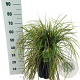 Carex Feather Falls 30-40 cm 12L