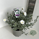 Convolvulus cneorum 30-40 cm 5,0L