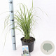 Cortaderia selloana 60-80 cm 3,0L