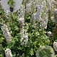 Delphinium 'Magic Fountains White' GM 2,0L
