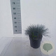 Festuca glauca 'Elijah Blue' 25-30 cm 5,0L