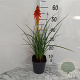 Kniphofia 'Papaya Popsicle' GM 2,0L