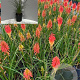 Kniphofia 'Papaya Popsicle' GM 2,0L