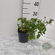 Mentha piperita GM 2,0L