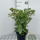 Sedum 'Herbstfreude' GM 2,0L