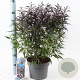 Strobilanthes anisop. Brunetthy 30-40 cm 5,0L