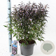 Strobilanthes anisop. Brunetthy 30-40 cm 5,0L