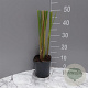 Typha angustifolia GM 2,0L