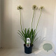 Agapanthus 'Leicester' 25-30 cm 3,0L