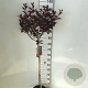 Prunus cistena 90 cm stam 7,5L