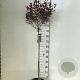 Prunus cistena 90 cm stam 7,5L