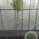 Prunus eminens 'Umbraculifera' 150 cm stam 10L
