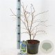 Prunus incisa 'Kojou-no-mai' 25-30 cm 2,0L