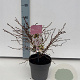 Prunus incisa 'Kojou-no-mai' 25-30 cm 2,0L