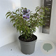 Prunus incisa 'Oshidori' 30-40 cm 5,0L