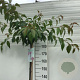 Prunus 'Kiku-shidare-zakura' 180 cm stam 10L