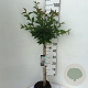 Prunus nipponica 'Brillant' 60 cm stam 5,0L
