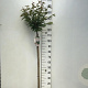 Prunus nipponica 'Brillant' 120 cm stam 7,5L