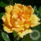 Rosa (PA) Spelarosa Amber Nectar 10-15 cm C1.5