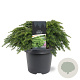 Tsuga canadensis 'Jeddeloh' 30-40 cm 5,0L