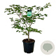 Acer japonicum 'Aconitifolium' 100-125 cm 30L extra