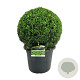 Buxus sempervirens 100-120 cm met kluit kegel 60-70