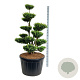 Buxus sempervirens 150-175 cm cont. 230L