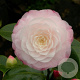 Camellia japonica 200-250 cm cont. 180L meerstammig