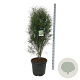 Frangula alnus Fine Line 125-150 cm 30L extra
