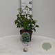 Hedera hel. 'Arborescens' 25-30 cm 3,5L