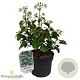 Hedera hel. 'Arborescens' 25-30 cm 3,5L