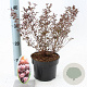 Physocarpus opulif. Little Joker 25-30 cm 2,0L