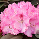 Rhododendron (Y) 'Arabella' 50-60 cm 10L