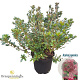 Rhododendron (AJ) 'Florida' 40-50 cm 10L