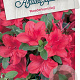 Rhododendron (AJ) 'Moederkensdag' 40-50 cm 10L