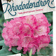 Rhododendron (Y) 'Polaris' 40-50 cm 20L