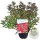 Rhododendron (AJ) 'Radja' 25-30 cm 4,0L