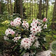 Rhododendron (AC) 'Schneeauge' 60-70 cm 20L