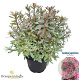 Rhododendron (AJ) 'Silver Queen' 25-30 cm 4,0L