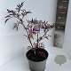 Sambucus nigra Black Lace 40-50 cm 5,0L