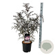 Sambucus nigra Black Lace 80-100 cm 15L