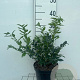 Sarcococca confusa 30-40 cm 3,0L