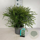 Spiraea cinerea 'Grefsheim' 60-80 cm 10L