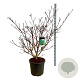 Cornus controversa 'Pagoda' 125-150 cm cont. 55L extra